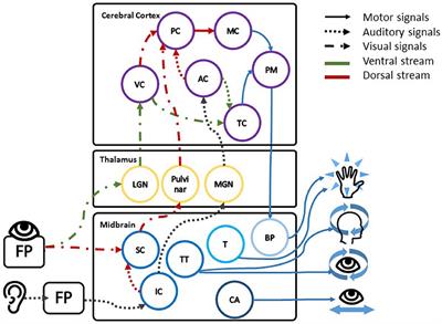 Limits of Perceived Audio-Visual Spatial Coherence as Defined by Reaction Time Measurements